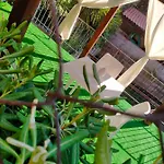 Il Siriaco Calatabiano
