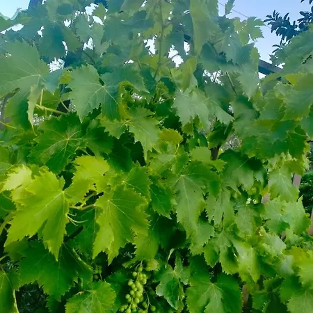 Nocleg ze śniadaniem Il Siriaco